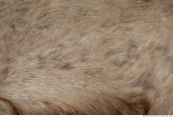 Fur